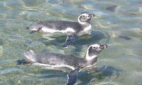 Pinguino de Magallanes, Prov de Chubut