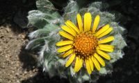 Escarapela Peluda, Volcan Batea Mahuida