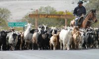 Arreo de ovejas, Ruta 40, Prov. de Mendoza