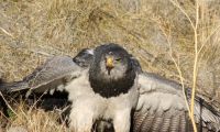 Aguila Mora