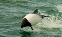 Commerson´s dolphin
