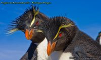 Rock-hooper Penguin, Isla Pinguino, Sta. Cruz Province