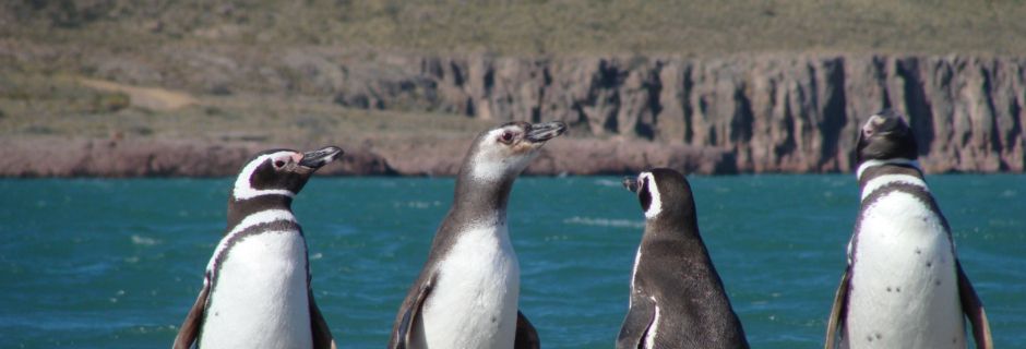 Pinguinos de Magallanes, Ria Deseado