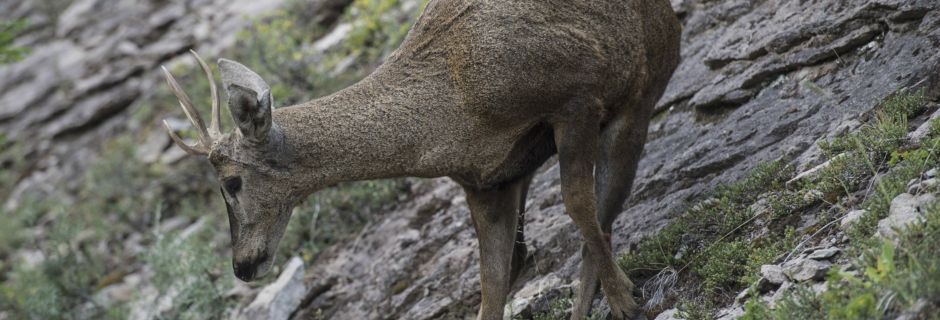 Huemul