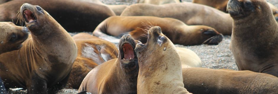 Lobos Marinos