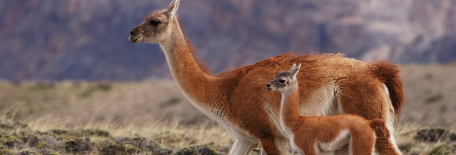 Guanacos en la patagonia